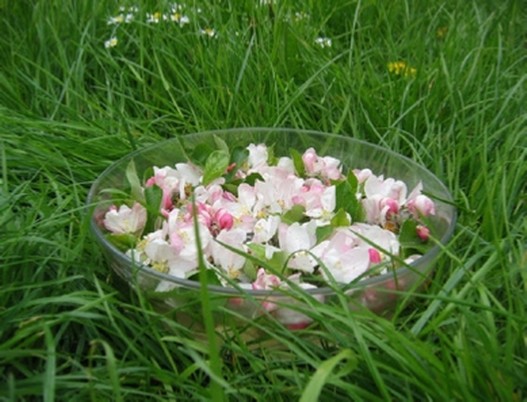 Fleurs de Bach Fleurs de Bach